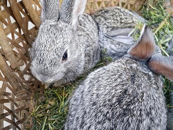 两款《英雄联盟》衍生游戏公布：艾克和努努当主角